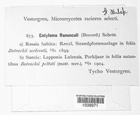Entyloma arnaudianum image